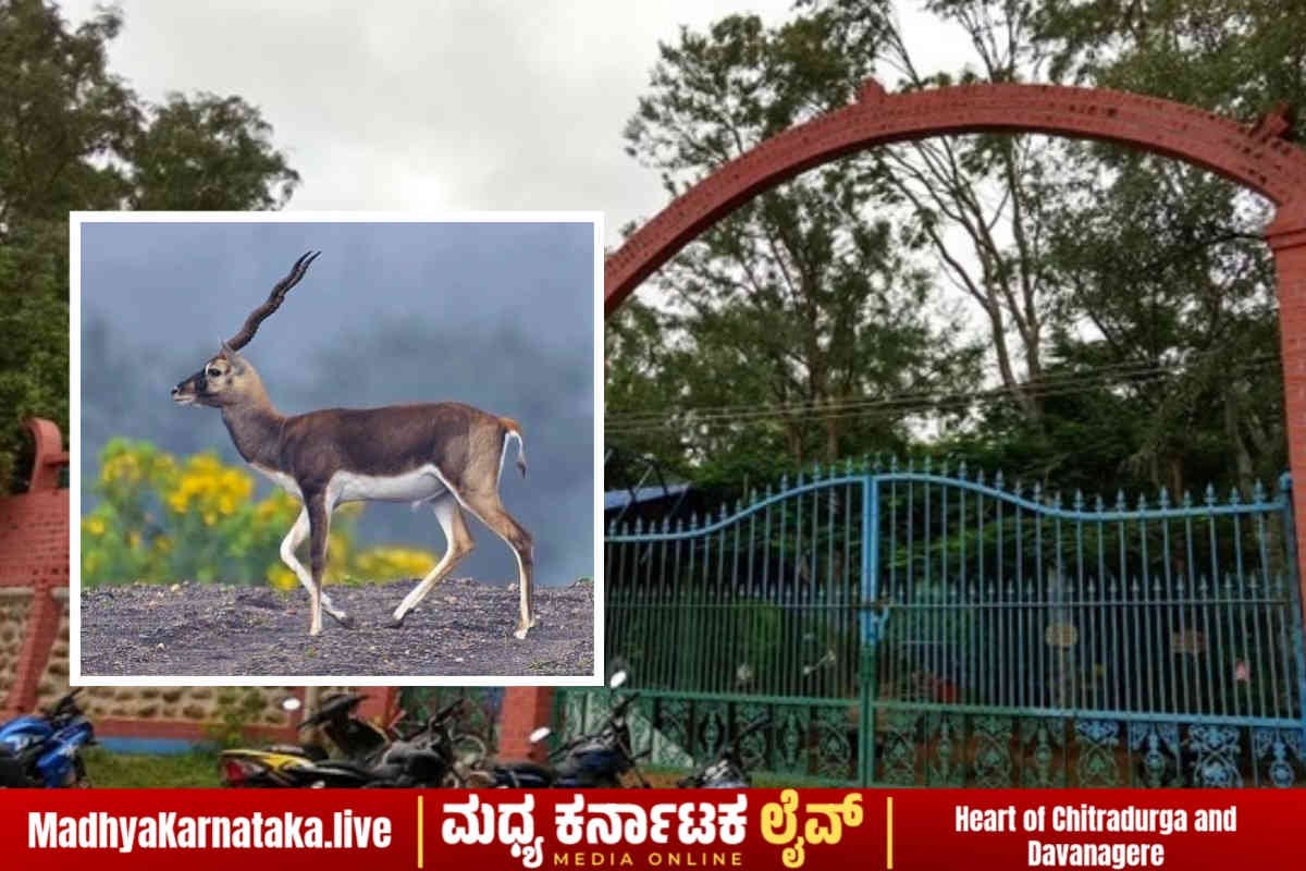 ದಾವಣಗೆರೆ: ಆನಗೋಡು ಮೃಗಾಲಯದಲ್ಲಿ ಒಂಟಿ ಕೃಷ್ಣಮೃಗ ನಾಪತ್ತೆ – ಮೂರು ತಿಂಗಳಾದರೂ ಅಧಿಕಾರಿಗಳ ಮೌನವೇಕೆ?